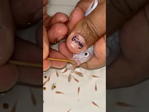 🐟🤍 The White Fish Is Giving Birth! 😱🍼 Watch This Miracle! #fish