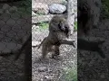 Download Lagu Poor guy just wanted a little grass :( #grass #baboon #marijuana #moonmen #zootime #daydrinking