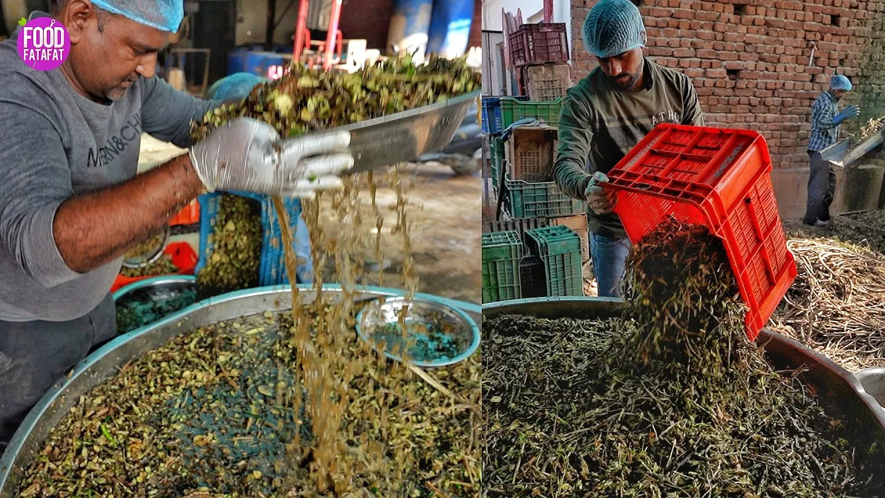 Giloy Juice Making In Factory   Punarnava Ayurvedic