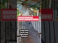Download Lagu Suara perkutut penambah nyali perkutut tuk buka paruh bunyi #platm #suaraperkutut #perkutut #birds