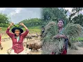Download Lagu Chaite dhan 🌾 ko palo gayo abo Feri Asari Ropai suru Vayo🥴😅💚