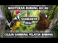 Download Lagu SUARA PELATUK BAWANG SAMBUNG CILILIN||COCOK UNTUK MASTERAN SEMUA JENIS BURUNG||