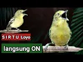 Download Lagu SuperDuper‼️Ini Loh Sirtu GACOR FIGHTER Yang Mampu Membuat Sirtu Dirumah Langsung Ribut
