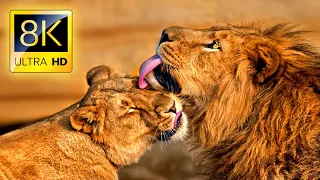 8k wild african animals safari in 8k ultra hd national park with nature sounds