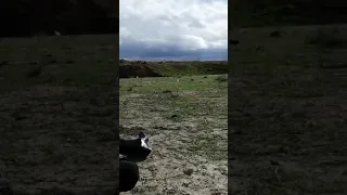 قناص بن صلطان جبر يعني الجبور أبو قاسم محمود محمد آل دهام قناص حطم الرقم القياسي 