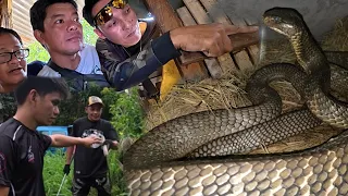 GRABE ANG LALAKE NG MGA COBRA SA SILONG NG KUBO 😱