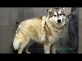She Lost 10lbs of Fur And Changed Colour
