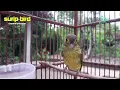 Download Lagu Burung Brinji rambut tungir Gacor suara mbeset kasar masteran paling jossss...