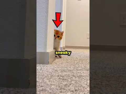 Cats Are Sneaky Ninjas 🐈