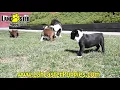 Lively Boston Terrier Puppies