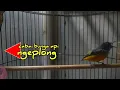 Lagu PANCINGAN BURUNG KEMADE BUNGA API GACOR