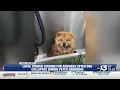 Bowling Green woman looking for answers after dog collapses during Petco grooming