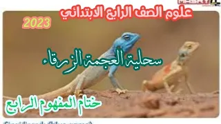 علوم الصف الرابع الابتدائي ختام المفهوم الرابع سحلية العجمة الزرقاء ٢٠٢٣ 