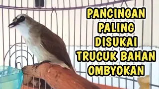 trucukan bahan pengin gacor pakai pancingan ini trucukan bahan ombyokan jadi cepat rajin bunyi
