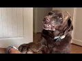Download Lagu Dog's unusual behavior had her family worried