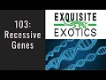 Ball Python Genetics 103 - Recessives