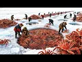 $3,000 Crabs and 48 Hours: The Most Expensive Seafood Race on Ice | Fishing Documentary