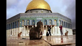 محمود درويش قصيدة لبلادنا  محمود درويش قصيدة لبلادنا