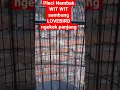 Download Lagu Pleci Nembak WIT WIT Sambung LOVEBIRD Ngekek Panjang
