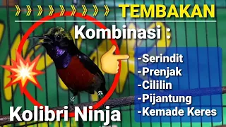 Download Kolibri ninja gacor full tembakan cililin, prenjak, pijantung, kemade, serindit MP3