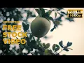 Download Lagu Lemon tree video footage | No copyright video | Free Stock Footage