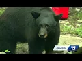 Is it one bear or many traveling through central Alabama