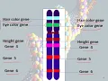 S3 Olecture 33 Genetics Polymorphism