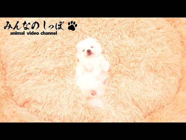 動画