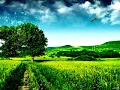 صرخة ألم - مقطع رائع