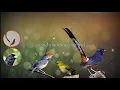 Download Lagu Masteran Burung Fighter || tembakan rapat kasar