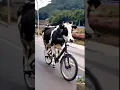 Download Lagu Cow cycling mini cow 🐄🐄🐄 hamba hamba amaba amba #shorts #viral #trending #youtubeshorts #hamba #ama