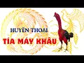 Download Lagu Tía Máy Khâu – Huyền Thoại Chiến Kê Tam Dương, Thắng Bạc Tỷ, Gây Chấn Động Làng Gà Chọi