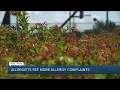Tree Pollen Counts Running Higher this Spring According to Lee Health