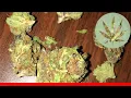 Rainbow - All About This Strain