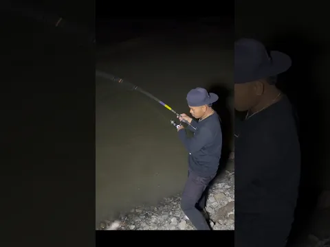 Strikee sidat disungai yang banyak predator nya #KOOKIKO