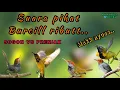 Download Lagu Pikat burcill ributt hadir lagii.|suara sogon vs prenjak kepala merah || #kunthullkicau