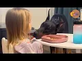 We Adopted a Doberman No One Wanted What He Did With Our Daughter Was Priceless