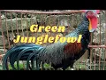 Kokok Ayam Hutan Hijau di Pagi Hari