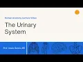 Chapter 22 - Urinary System