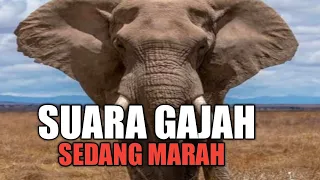 Download suara gajah marah l suara nyaring sekali MP3