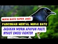Suara Pancingan Murai Batu Jago Memancing Emosi Lawan Buktikan