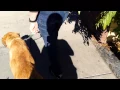 Westside German Shepherd Rescue