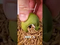 Mealworms vs Lime