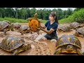 Download Lagu Harvesting 1000kg of Spring Turtles - Setting Traps Manually - Selling at the Countryside Market