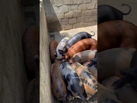 கலர் கலரா பன்றிகள்🐷🐖🐽 Colourful Piglets Bathing in Pig Farm #kids #nature #villagelife #peppapig
