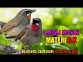 Download Lagu ▪️ Masteran cucak ijo full tembakan kasar dan rapat ❗