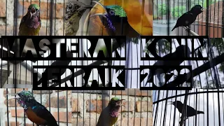 masteran konin terbaik 2022 masterankonin koningacor