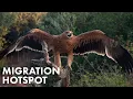 Download Lagu Kehidupan Burung di Spanyol: Tempat Eropa Bertemu Afrika