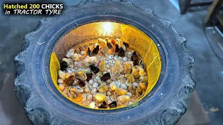 Hatched 200 Chicks In old Tractor tyre - Wonderful Egg hatching