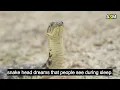 Cutting Off The Head of A Snake in Dream Meaning | Cutting Snake's Head in Dream Interpretation